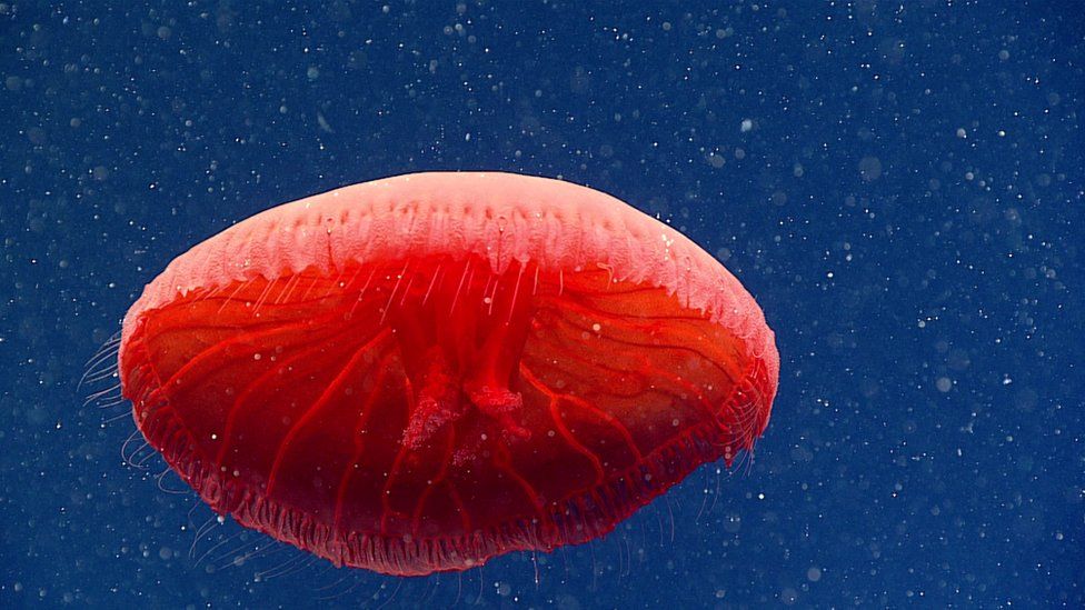New species of jellyfish and other creatures discovered in Atlantic ocean -  BBC Newsround