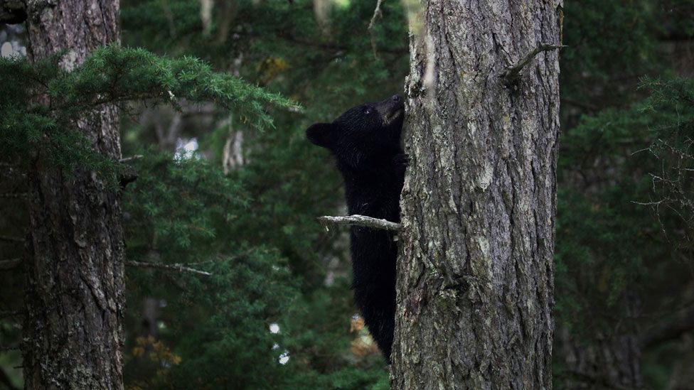 caza en Alaska