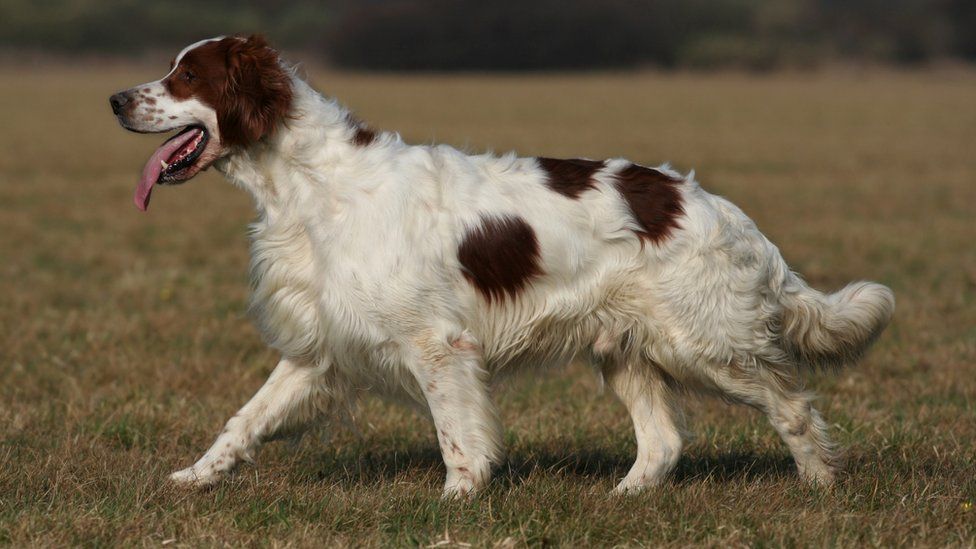 There were only 64 Irish Red and White Setter's registered last year