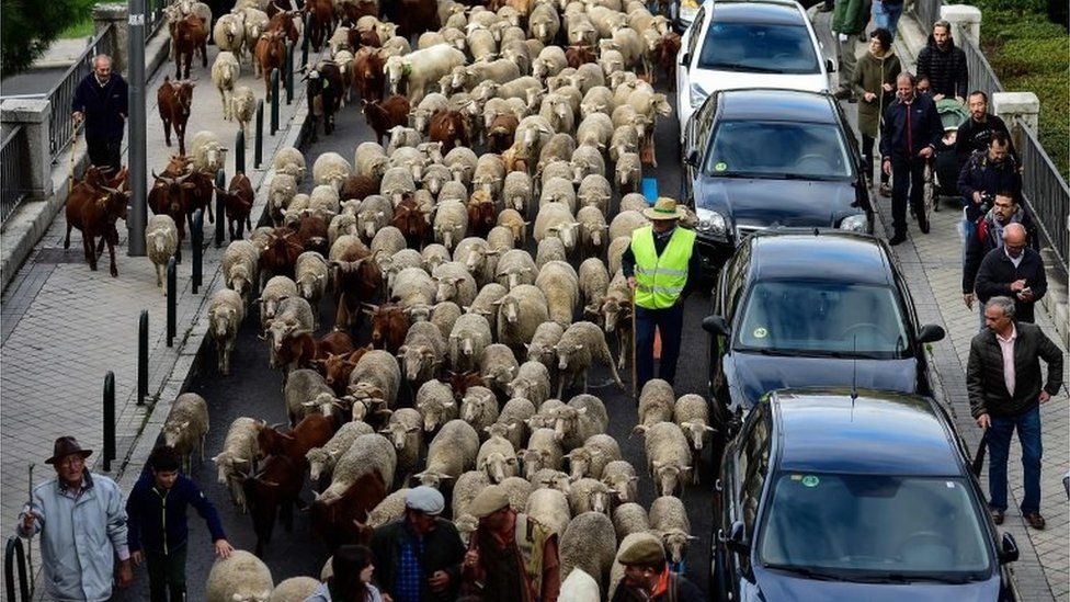Flocks of sheep and goats are herded in the city centre of Madrid on October 20