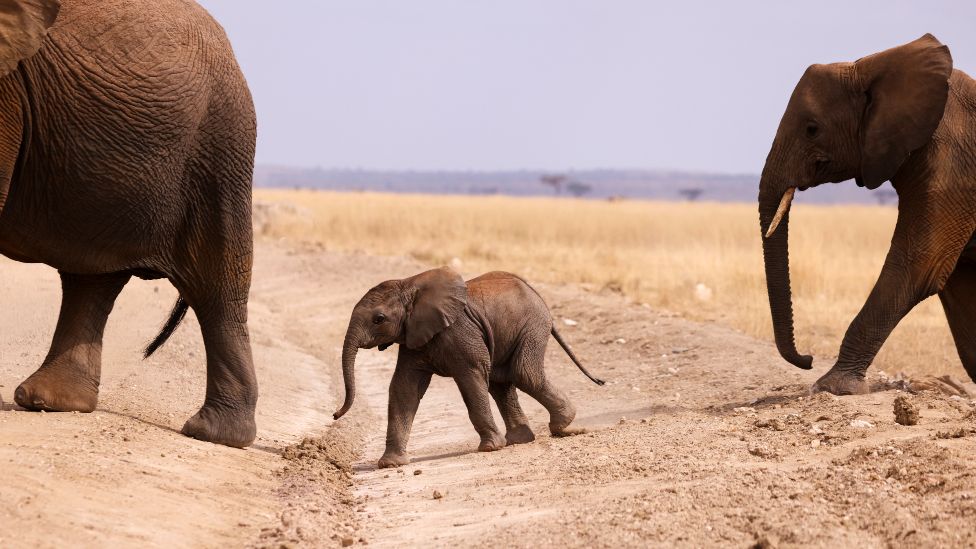 An elephant calf crosses a road in the Amboseli National Park, Kenya - Tuesday 10 August 2021