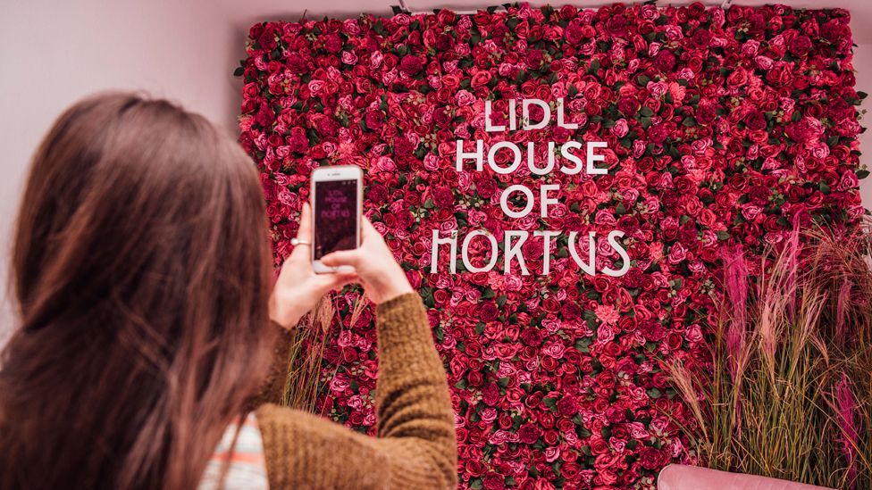 Lidl rose wall