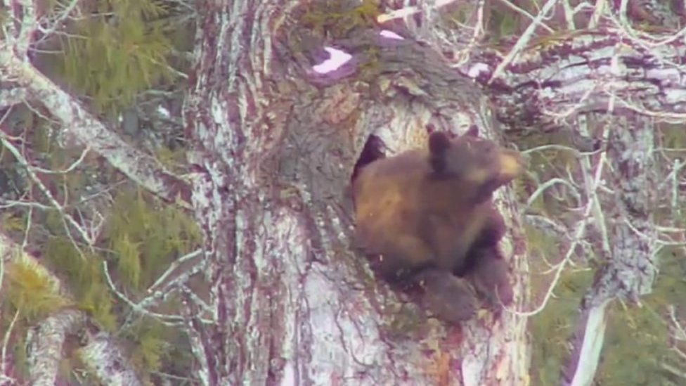 Bear looking out of tree in Glacier National Park