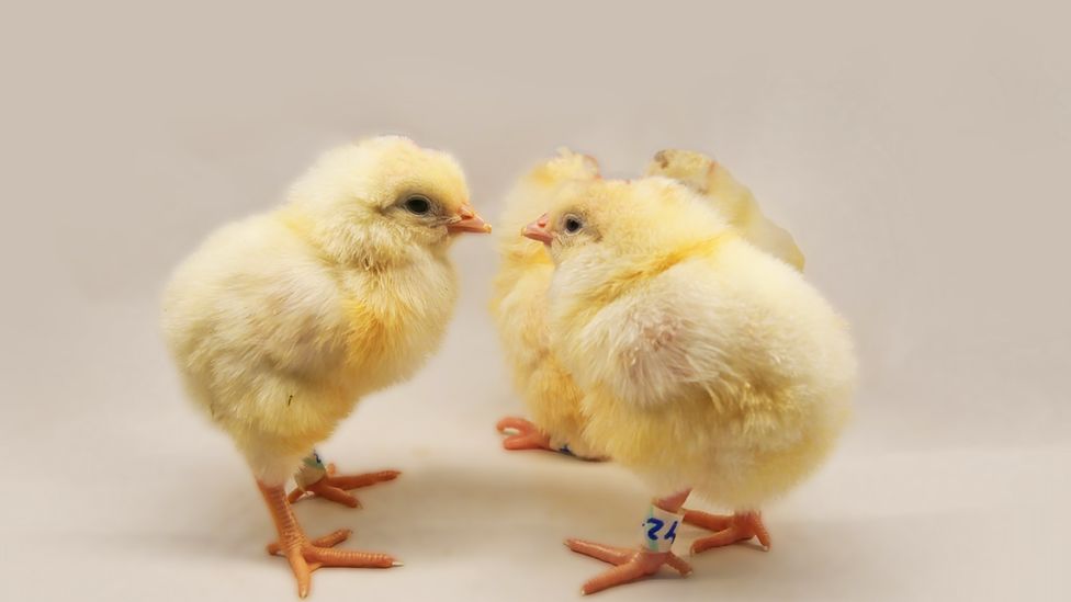 Gene-edited hens may end cull of billions of chicks - BBC News