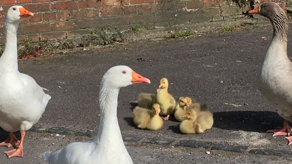 Three geese standing round a group of fluffy yellow goslings in Upavon