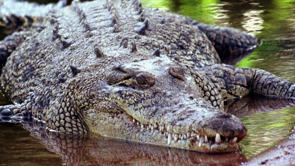 A file photo of a saltwater crocodile