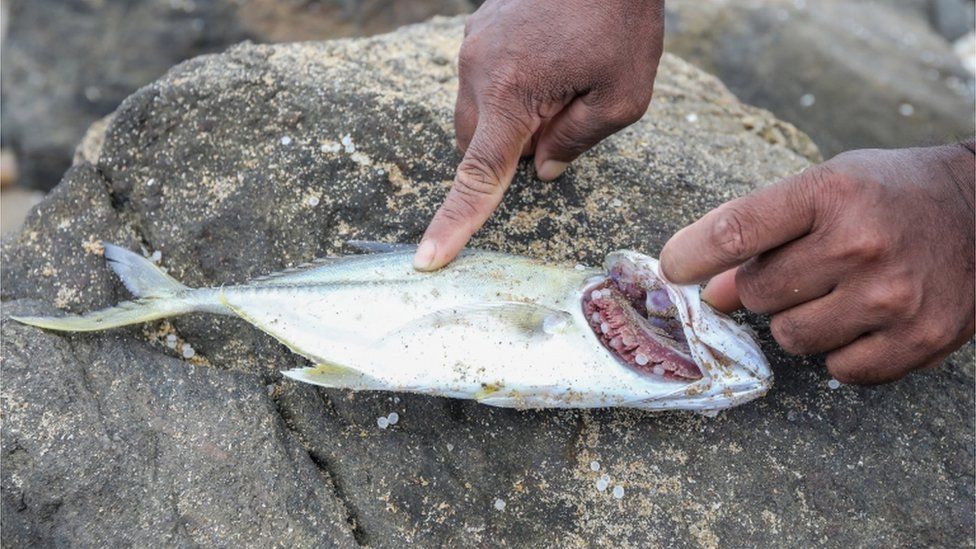 Fish with plastic pellets in the gills