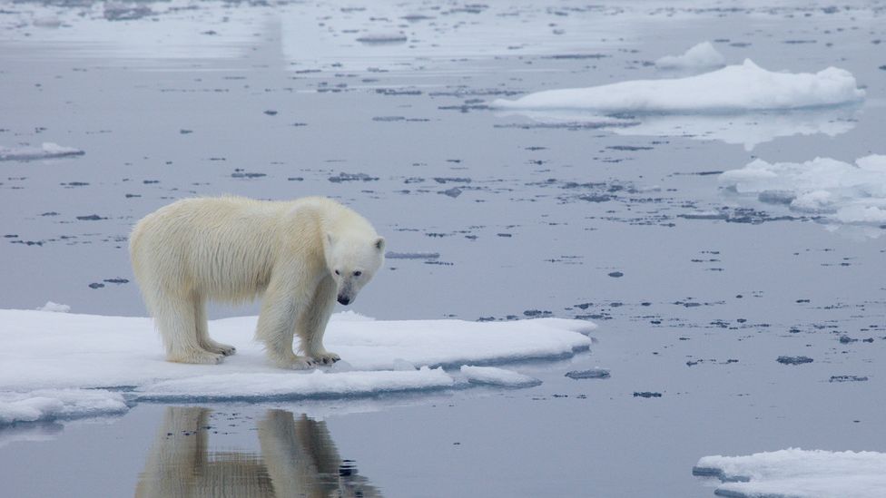 baby polar bears global warming