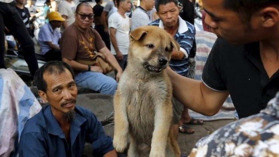 A customer holds a puppy for viewing at Dashichang dog market ahead of a local dog meat festival in Yulin, Guangxi Autonomous Region, June 21, 2015.