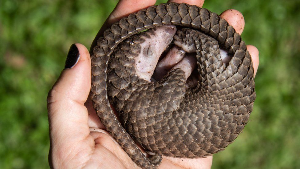 Hope For Pangolins As Protection Boosted In China Bbc News