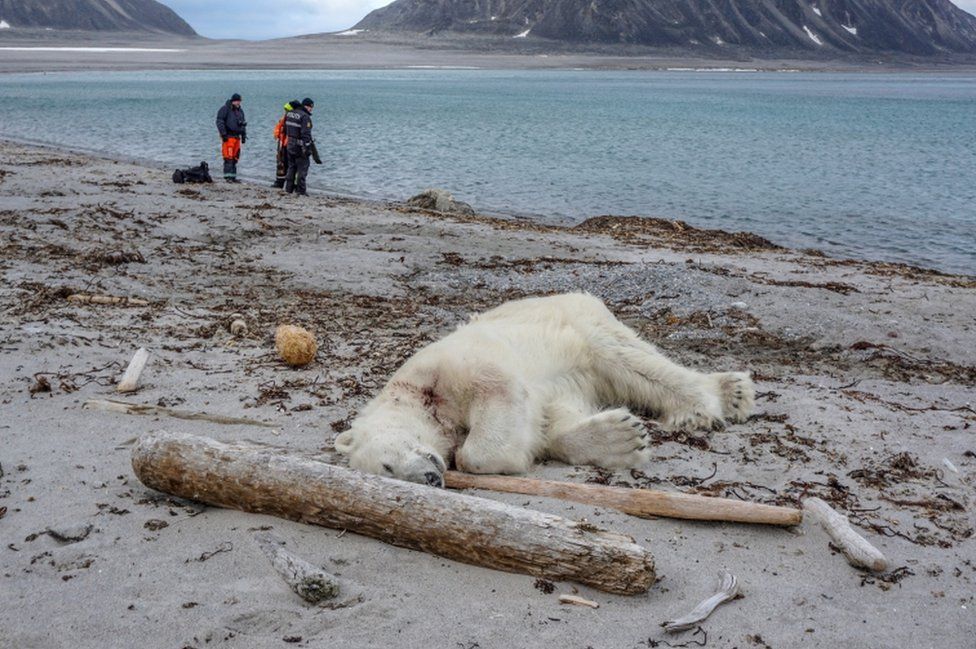 A polar bear pictured after it was shot dead in Svalbard