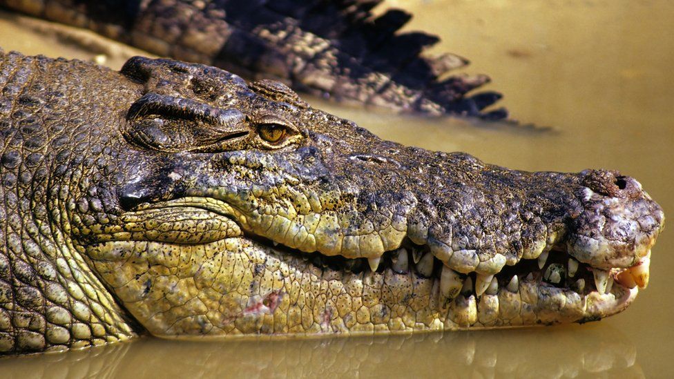 Human remains found inside crocodile