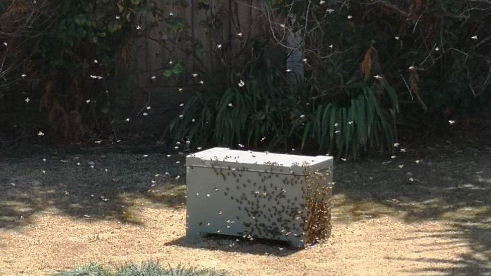 Thousands of bees filled a horrified couple's garden in Liverpool