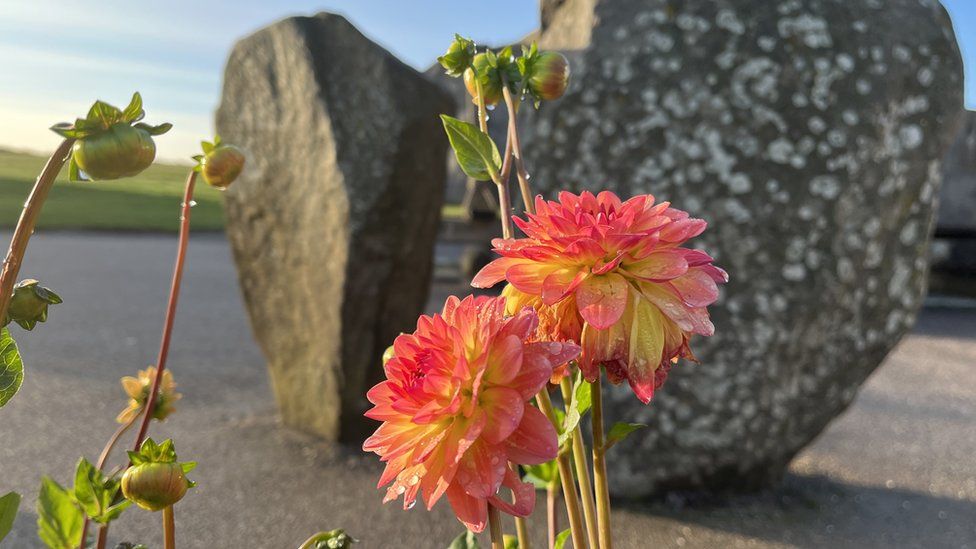 Dahlia with stones in background