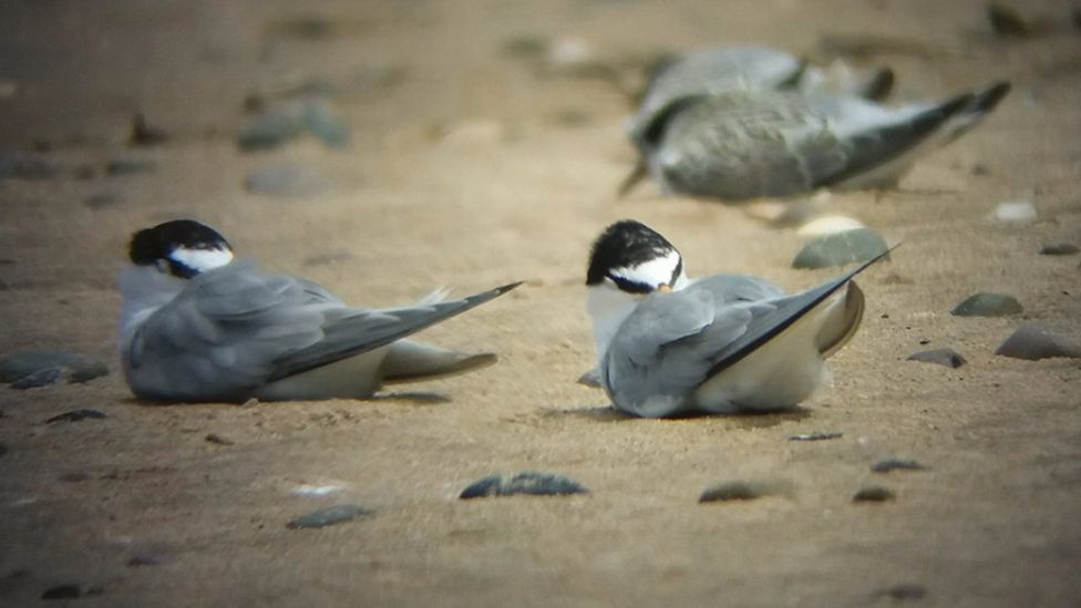 Three little terns sitting on sandy beach