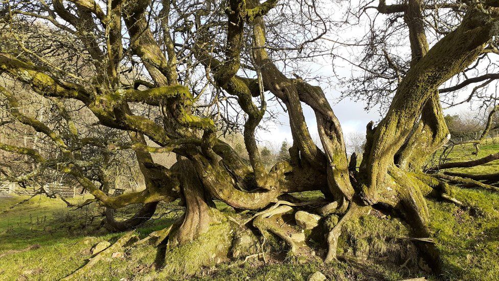 Hedgerow Hawthorn in Cumbria