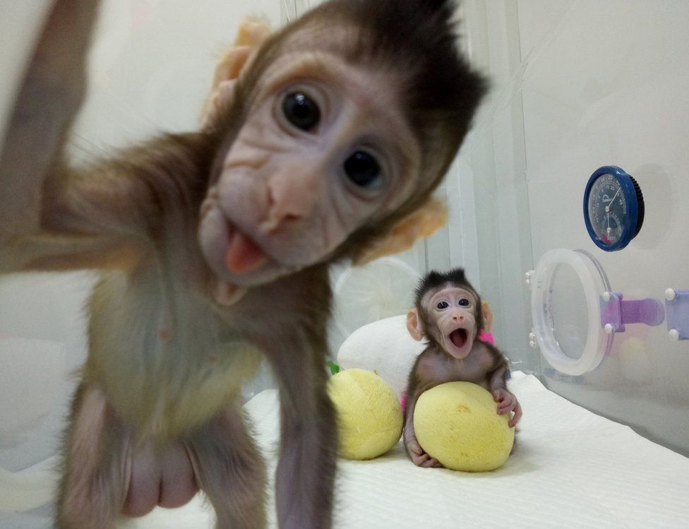 Cloned monkeys Zhong Zhong and Hua Hua are seen at the non-human primate facility at the Chinese Academy of Sciences in Shanghai, China,, on 20 January 2018.