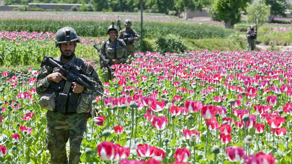 Soldiers in Afghan poppy field