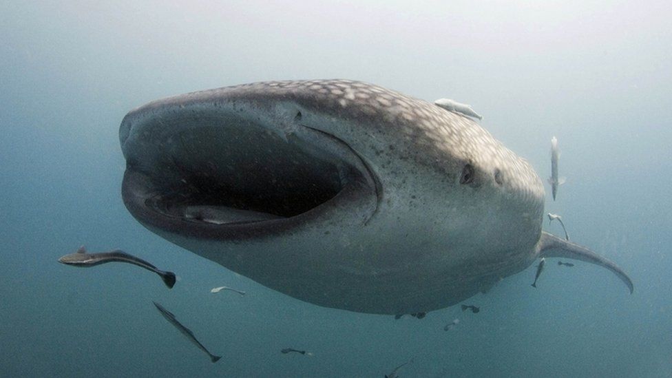 Whale shark under water pictured eating fish near Donsol town in the Philippines