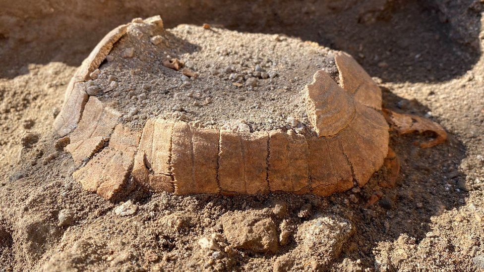 Pompeii: Ancient pregnant tortoise surprises archaeologists