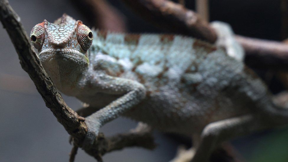 A panther chameleon seen at the Secret Life of Reptiles and Amphibians experience