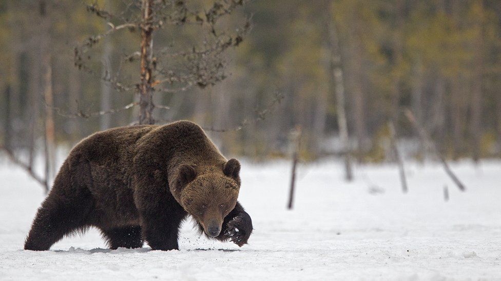 A large brown bear just out of hibernation