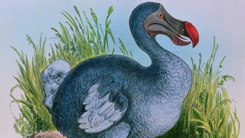 Why the Dodo Became Extinct
