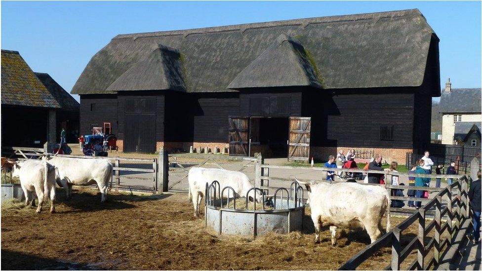 Wimpole Home Farm cattle