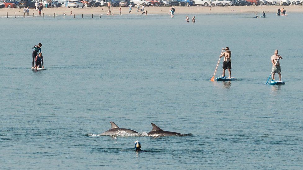 Allan Bogle put on his snorkelling gear to swim with dolphins in Portstewart