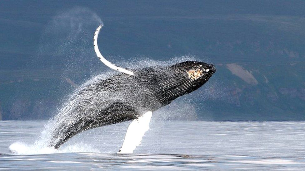 Humpback whale breaching near Bering Island, Kamchatka