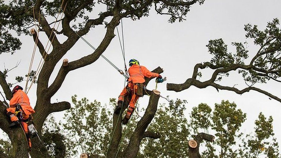 Tree Felling