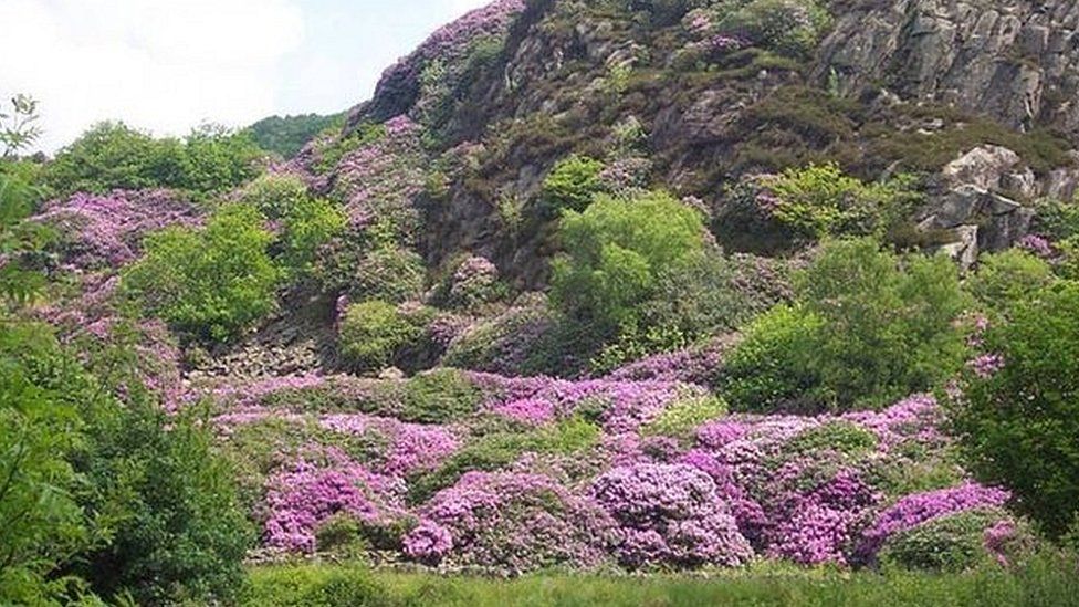 Rhododendrons in Snowdonia National Park
