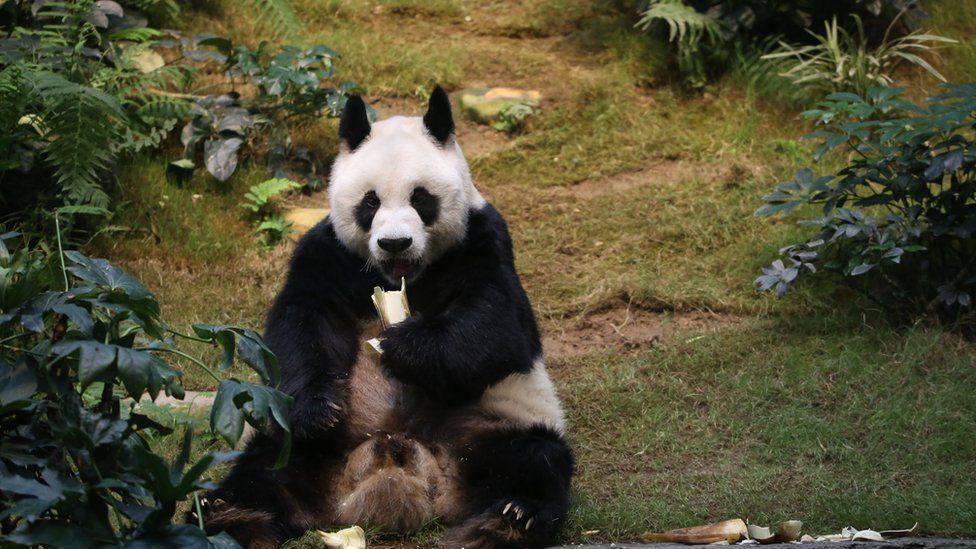 Панда ест побеги бамбука
