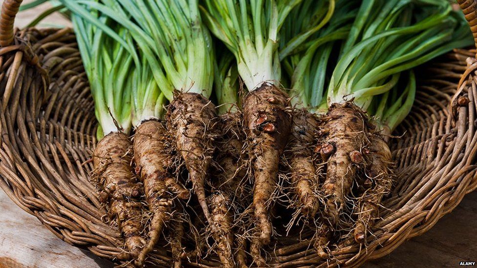 Salsify