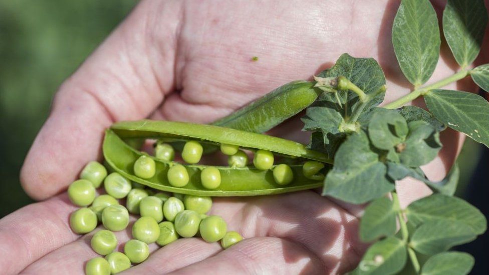 Man's hand with peas