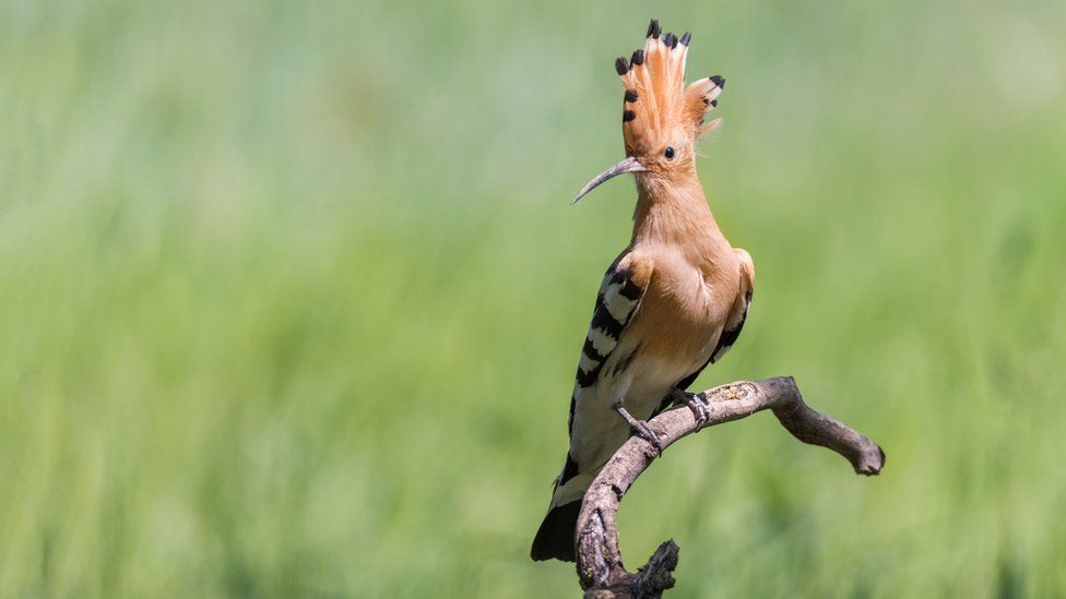 A hoopoe on a branch