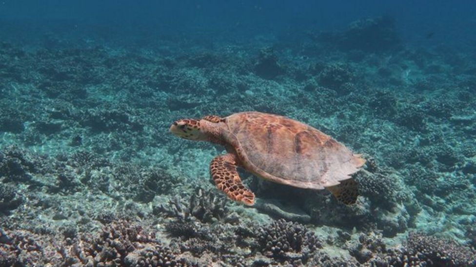 Then And Now: Rising Temperatures Threaten Corals - BBC News