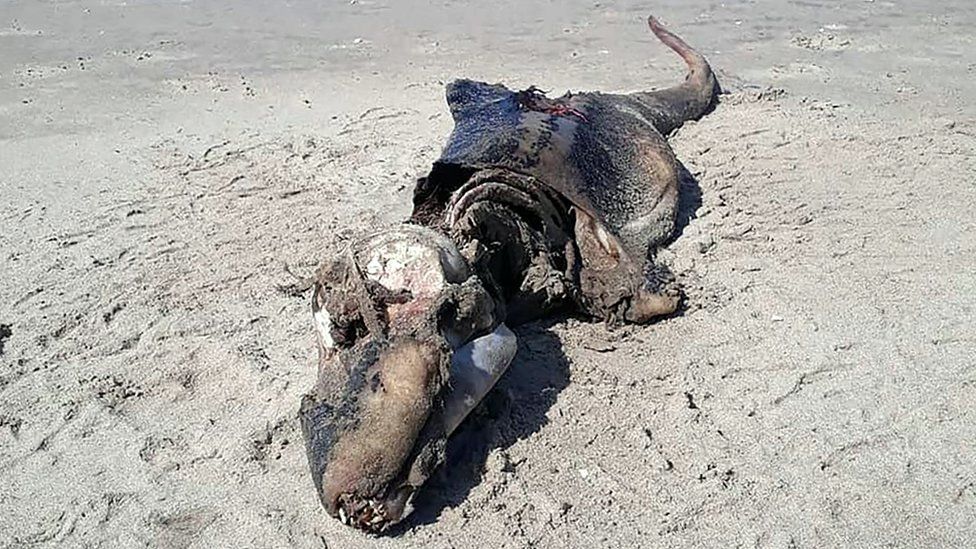 Image of the carcass washed up on the beach