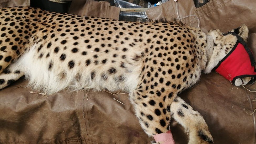 Anesthetised cheetah