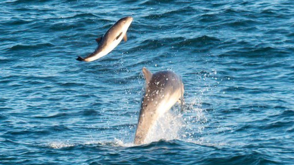 Bottlenose dolphins interacting with a lone harbour porpoise in Cornwall