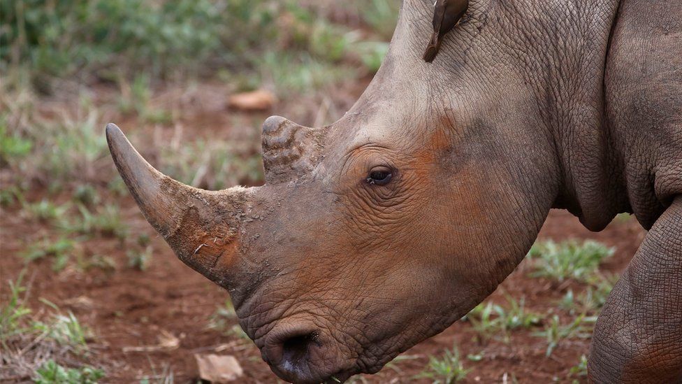 Rhino in Hluhluwe, South Africa