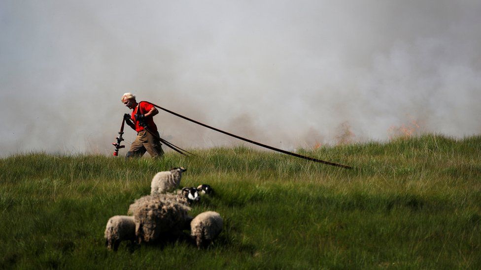 A fire fighter carries a water hose past sheep close to scorched moorland as it burns during a moorland fire at Winter Hill, near Rivington. 1 July 2018