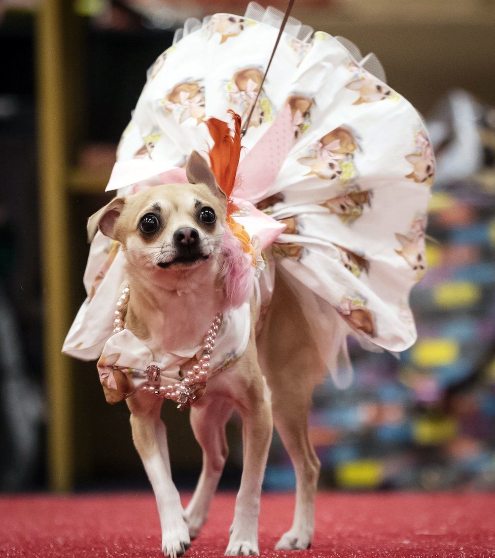 Dogs dress up for pooch pageant in Wetherby - BBC News