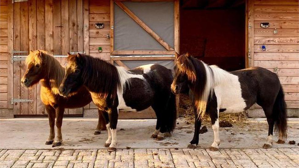 Shetland ponies Mouse, Maisie and Honey were rescued
