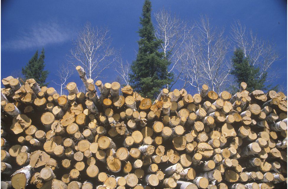 Large pile of logs with trees in background