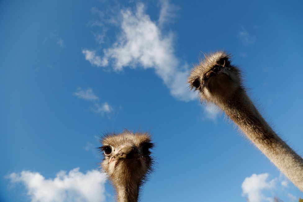 African ostriches are seen during a sunny autumn day at a farm in Snepele, Latvia, on 18 October 2021