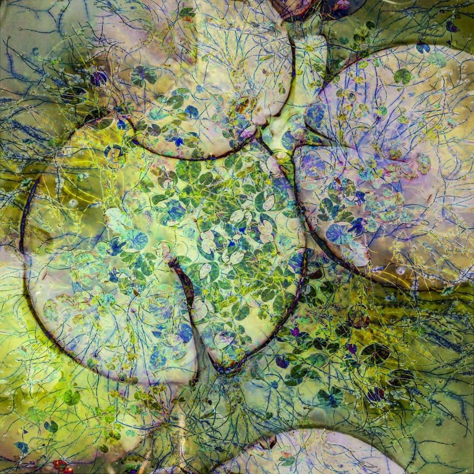 Una foto compuesta mostrando nenúfares en colores verde y púrpura.