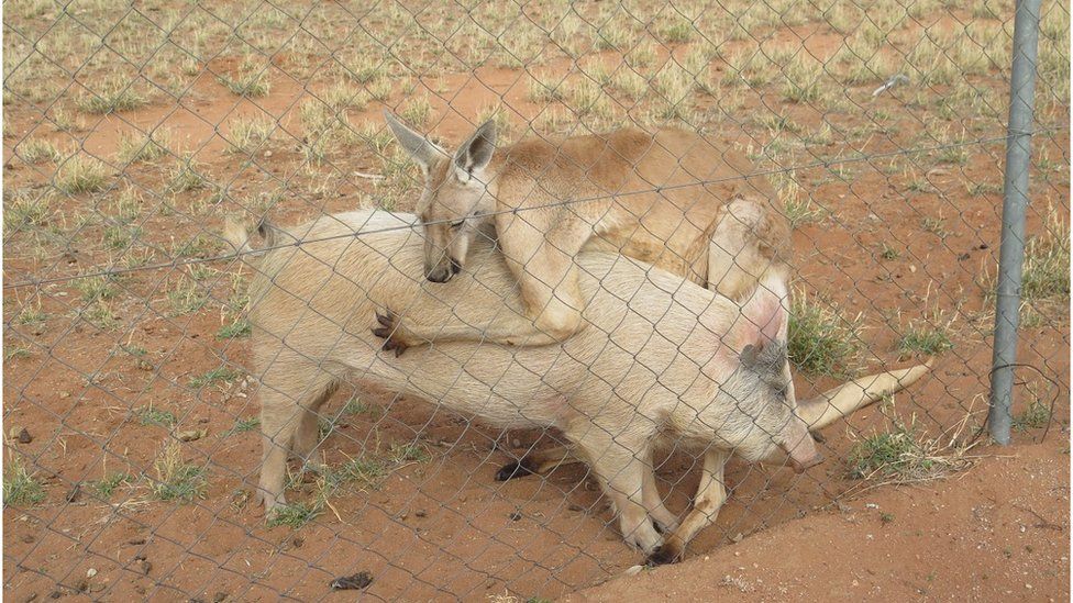 Pig and kangaroo in an embrace
