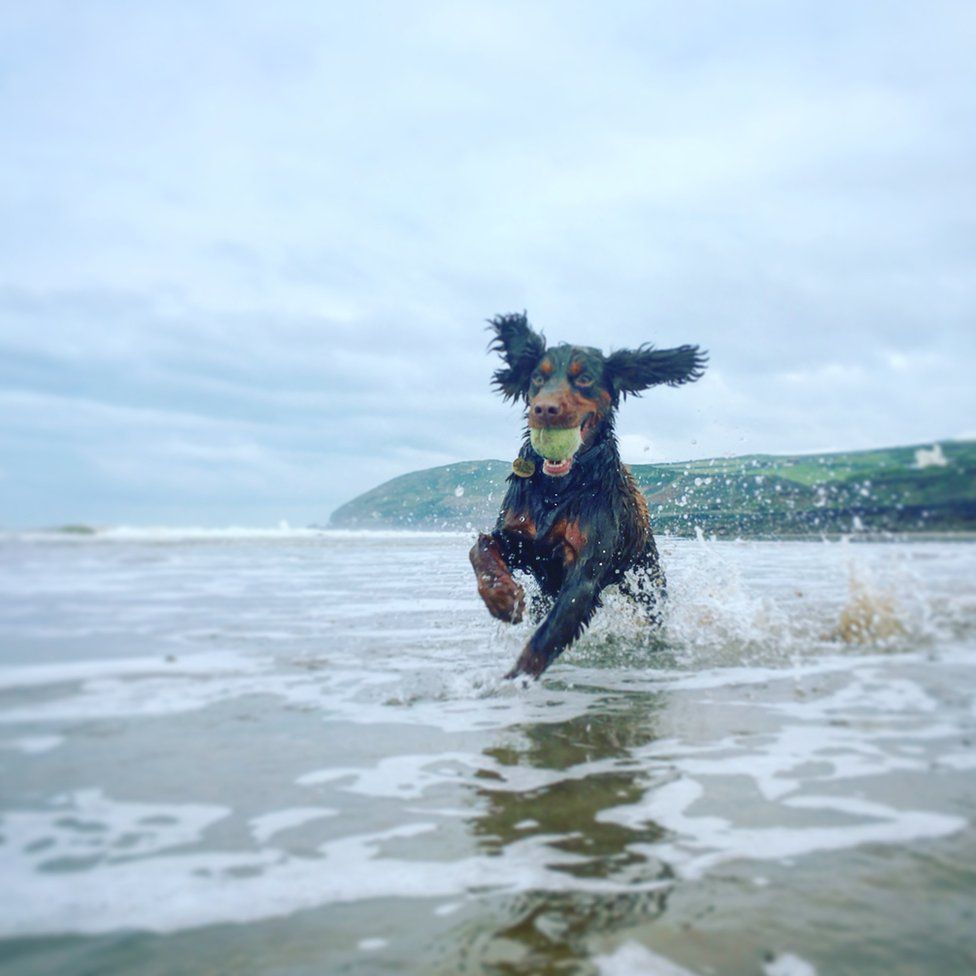 A dog with a ball jumping over waves