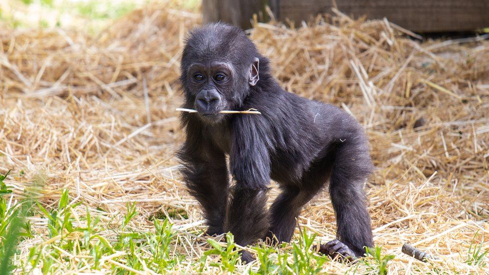 Infant gorilla Hasani